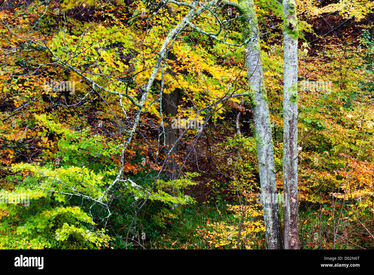 In autunno gli alberi dal fiume Greta Keswick Cumbria Inghilterra England Foto Stock
