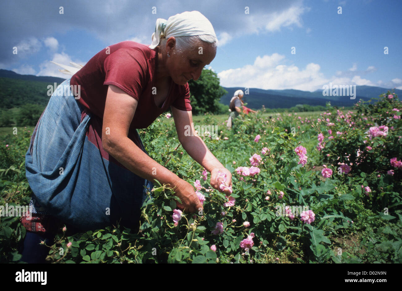 La Bulgaria Kazanlak , donne harvest damascena rose fiore per trasformazione di olio di rosa e acqua Foto Stock