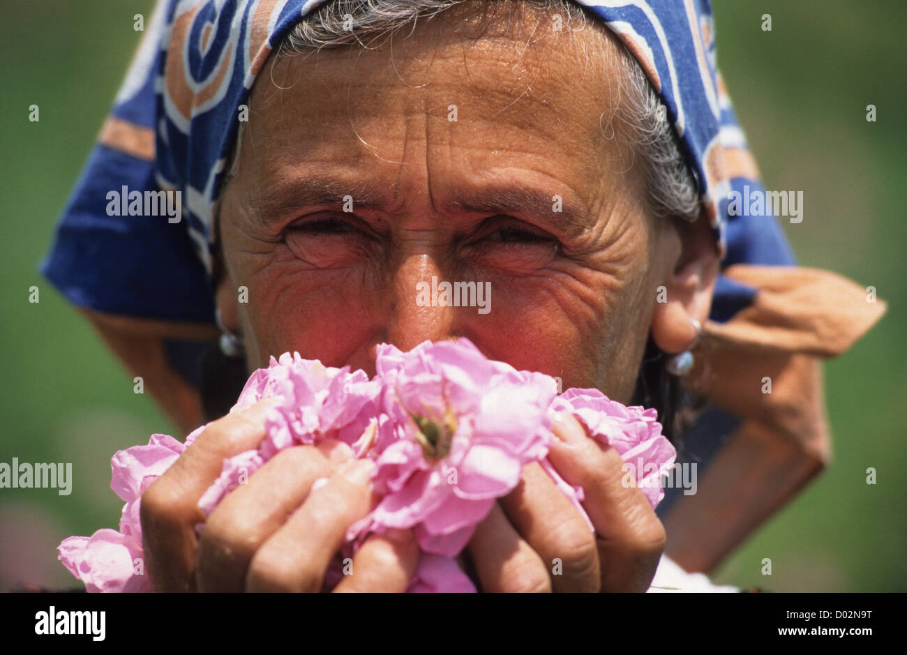 La Bulgaria Kazanlak , donne harvest damascena rose fiore per trasformazione di olio di rosa e acqua Foto Stock