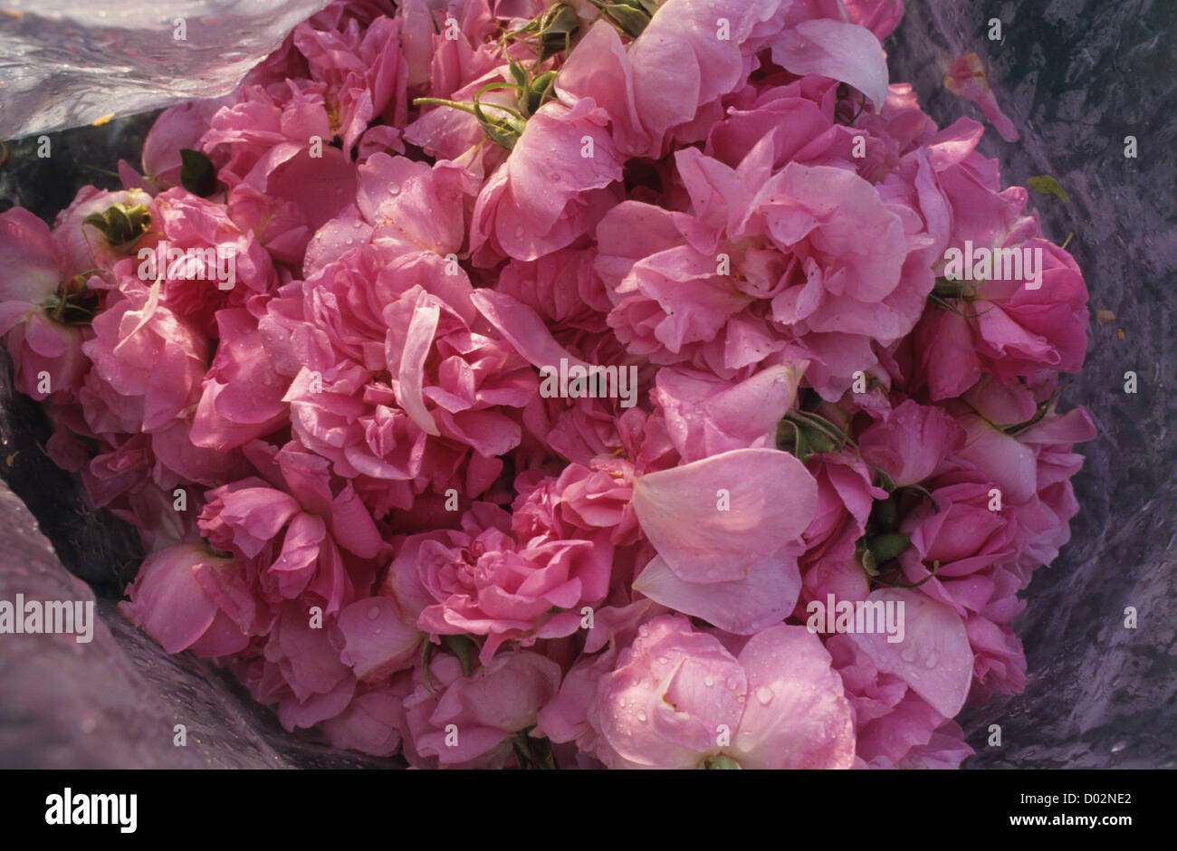 La Bulgaria Kazanlak , distilleria per trasformazione di olio di rosa e acqua di rosa damascena flower Foto Stock