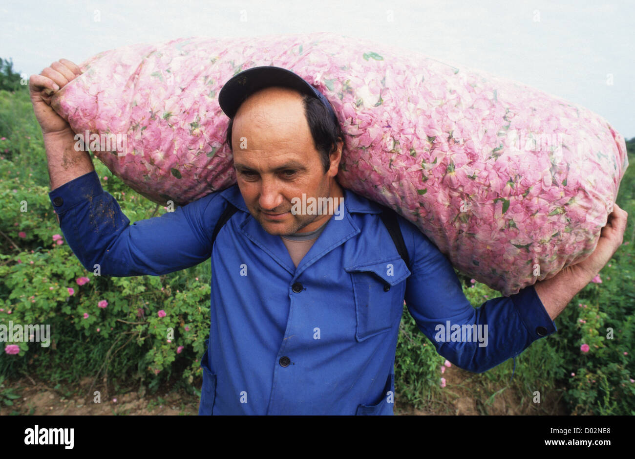 La Bulgaria Kazanlak , worker harvest damascena rose fiore per trasformazione di olio di rosa e acqua Foto Stock