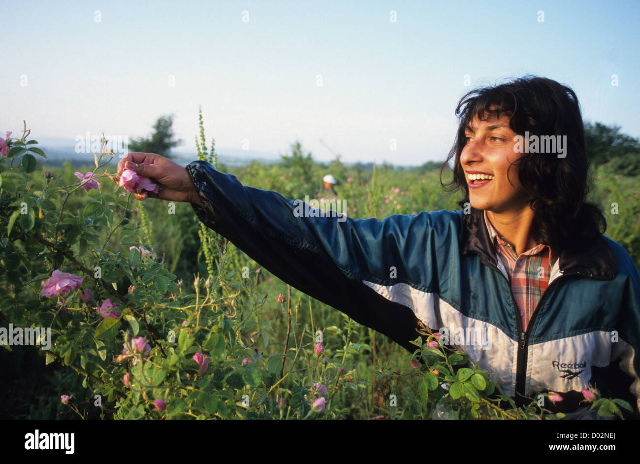 La Bulgaria Kazanlak , donne harvest damascena rose fiore per trasformazione di olio di rosa e acqua Foto Stock
