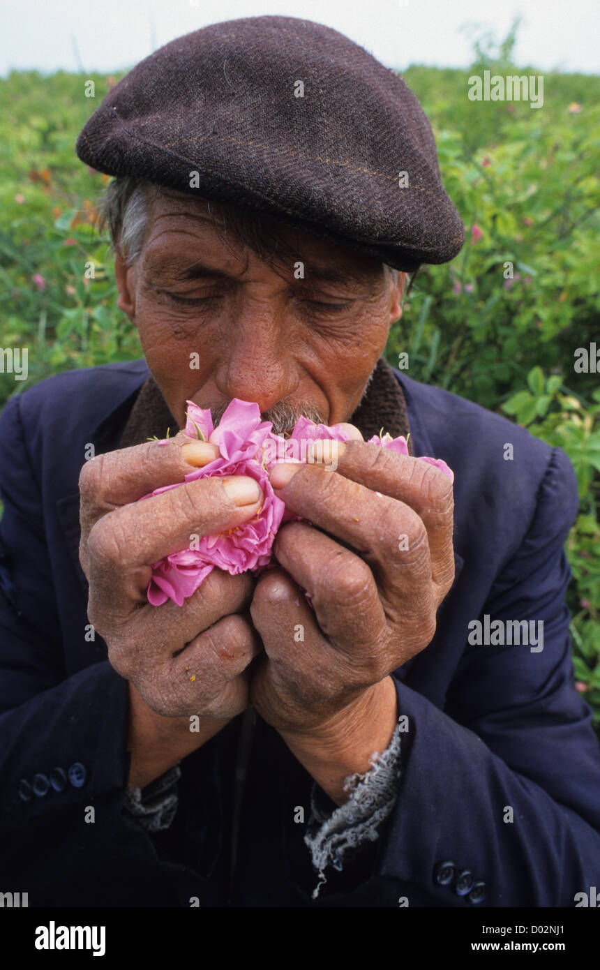 La Bulgaria Kazanlak , worker harvest damascena rose fiore per trasformazione di olio di rosa e acqua, agricoltore odora il profumo di rose fiori Foto Stock