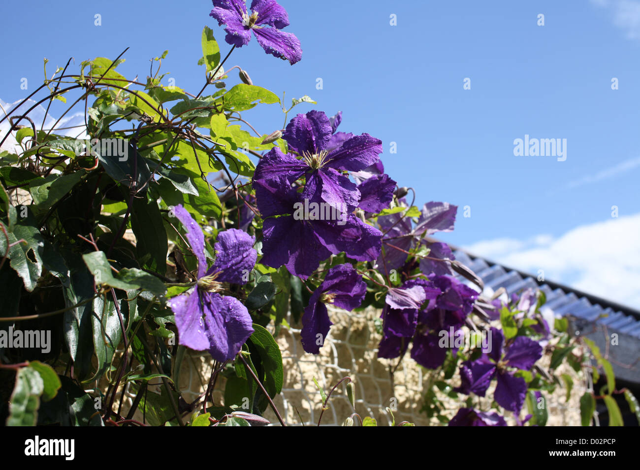 Pianta rampicante con fiori viola immagini e fotografie stock ad alta  risoluzione - Alamy