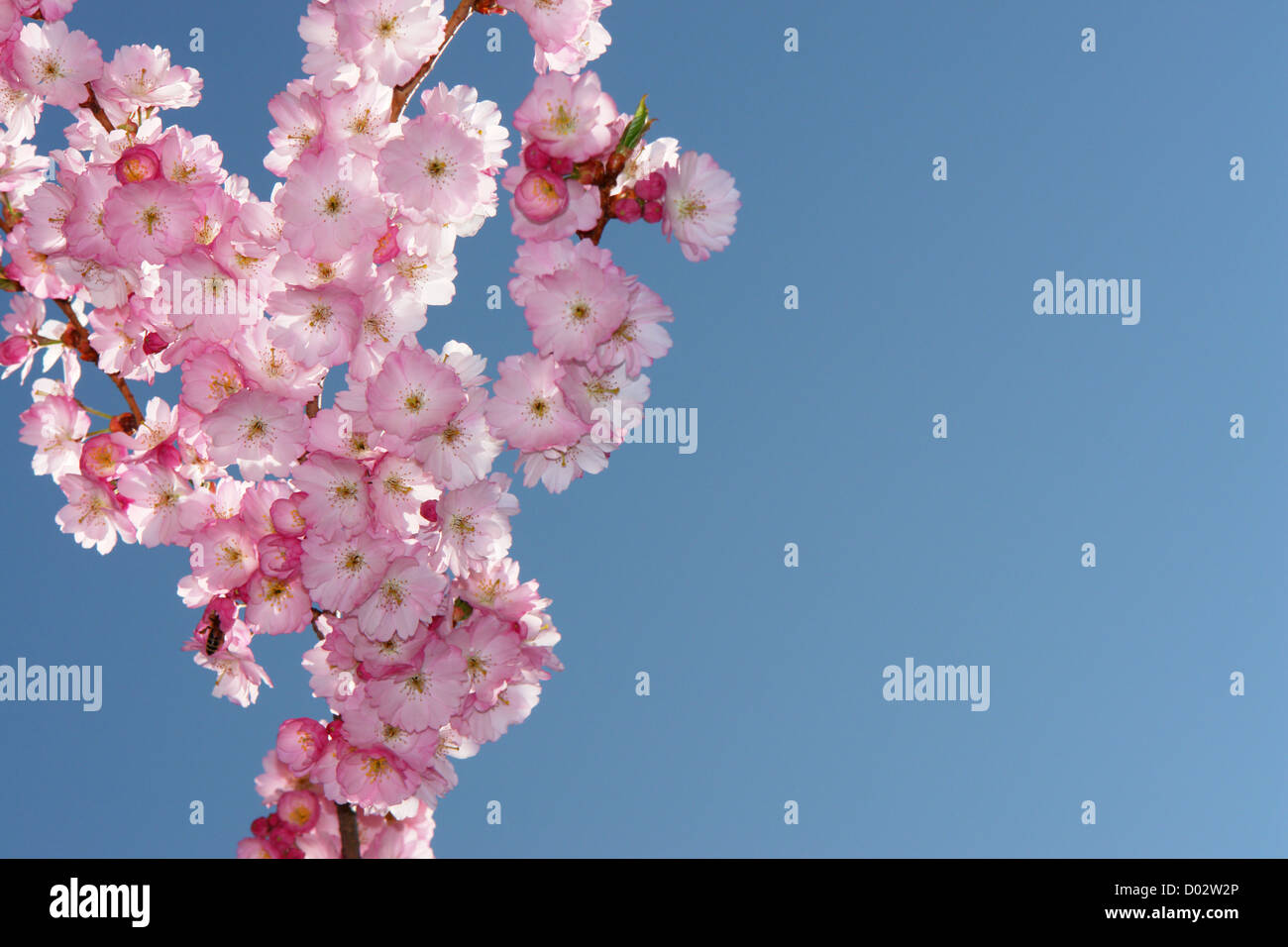 Close-up di un rosa albero fiorito contro sky Foto Stock