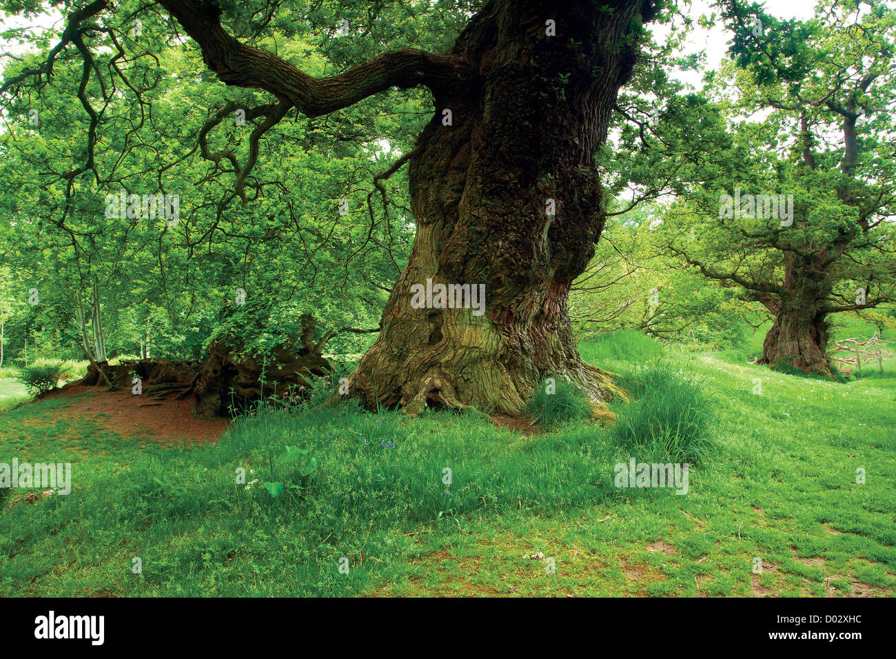 Cadzow querce, Chatelherault, South Lanarkshire Foto Stock