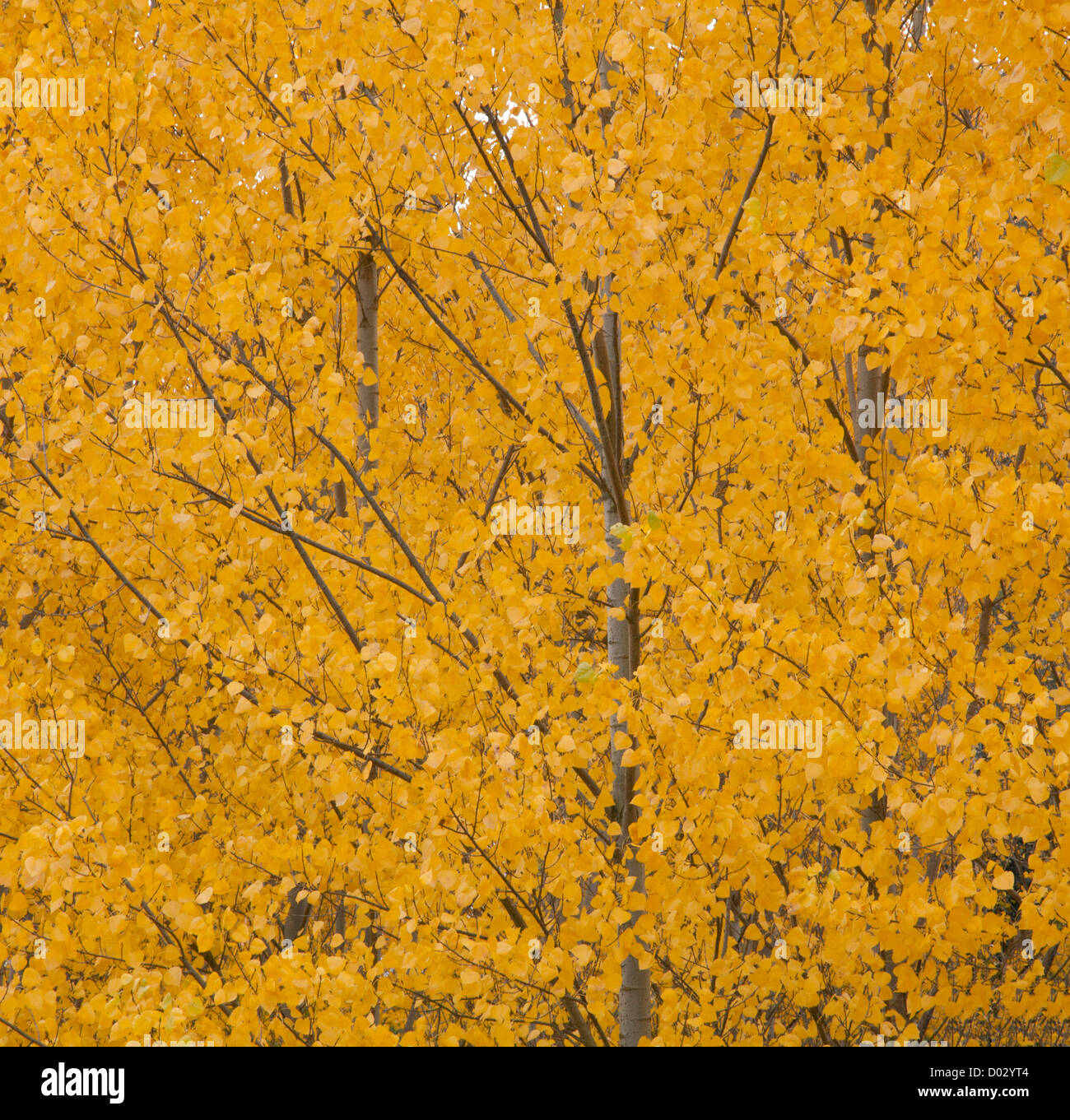 Alberi di pioppo in autunno nella provincia di Granada, Andalusia. Foto Stock