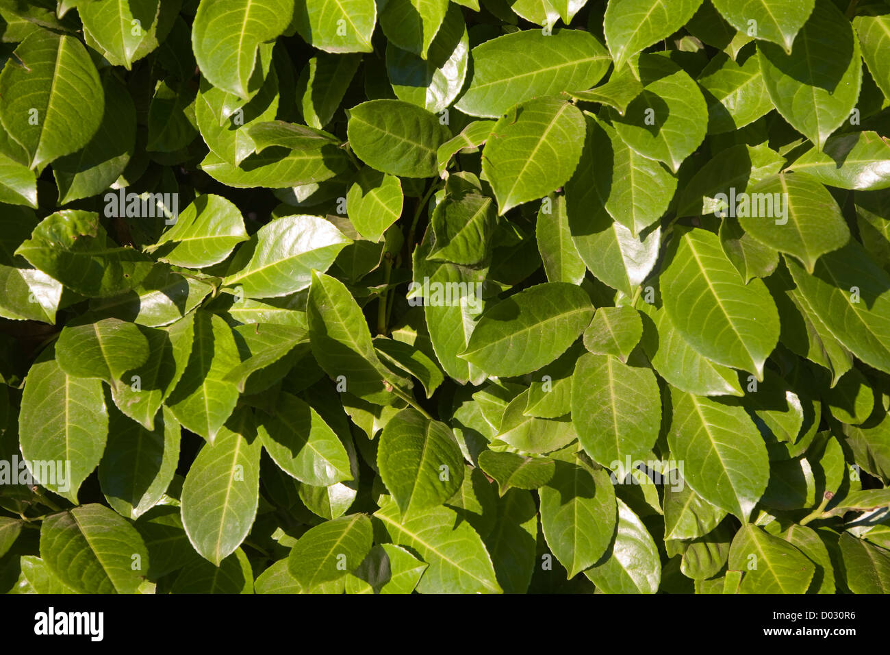 Laurel bush lascia chiudere fino Foto Stock
