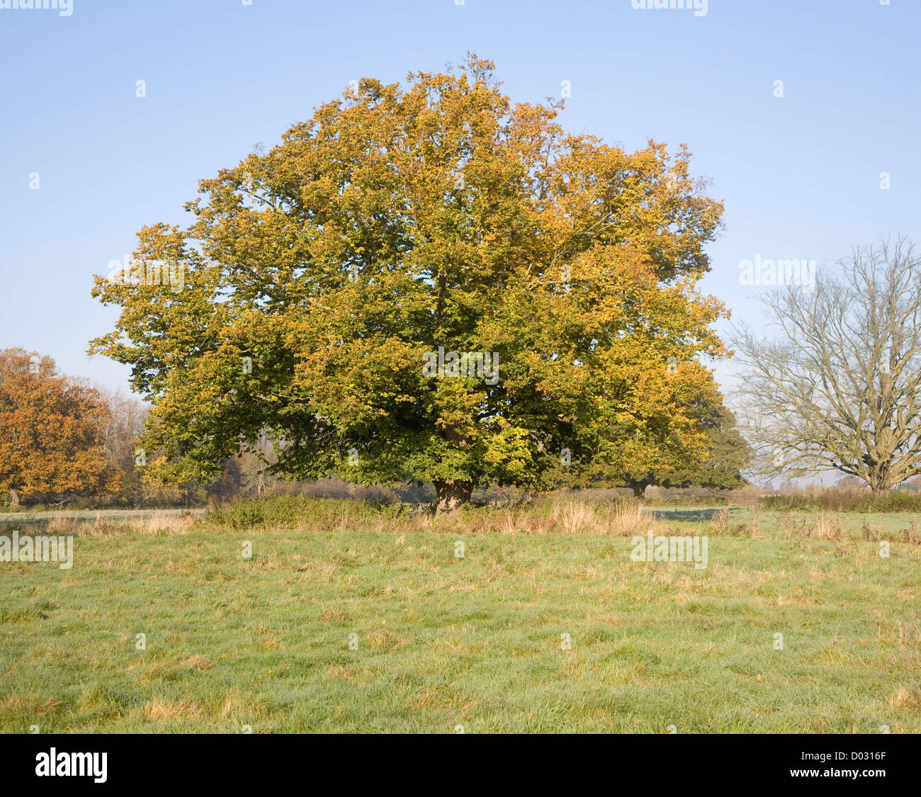 Comune di tiglio in autunno colori foglia in piedi in campo Foto Stock