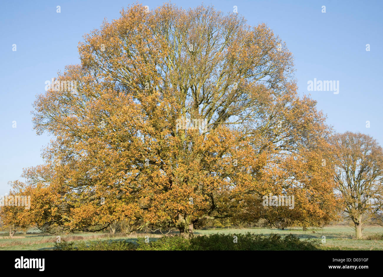 Quercus robur deciduo quercia Autunno colori foglia Foto Stock