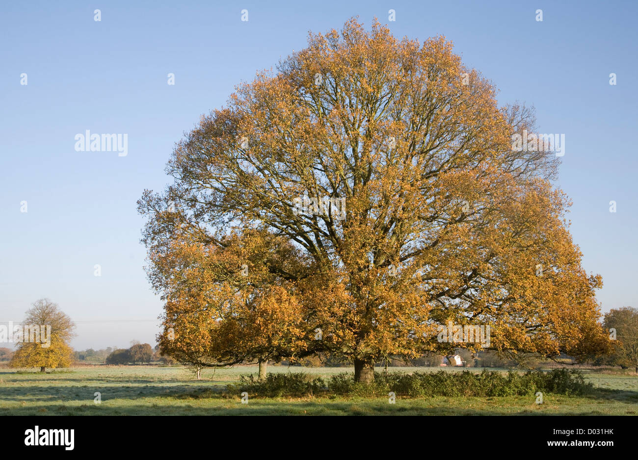 Quercus robur deciduo quercia Autunno colori foglia Foto Stock