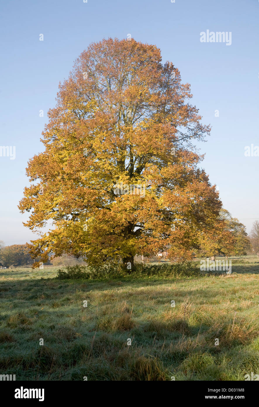 Piccolo lasciava lime tree Autunno colori foglia in piedi in campo Foto Stock