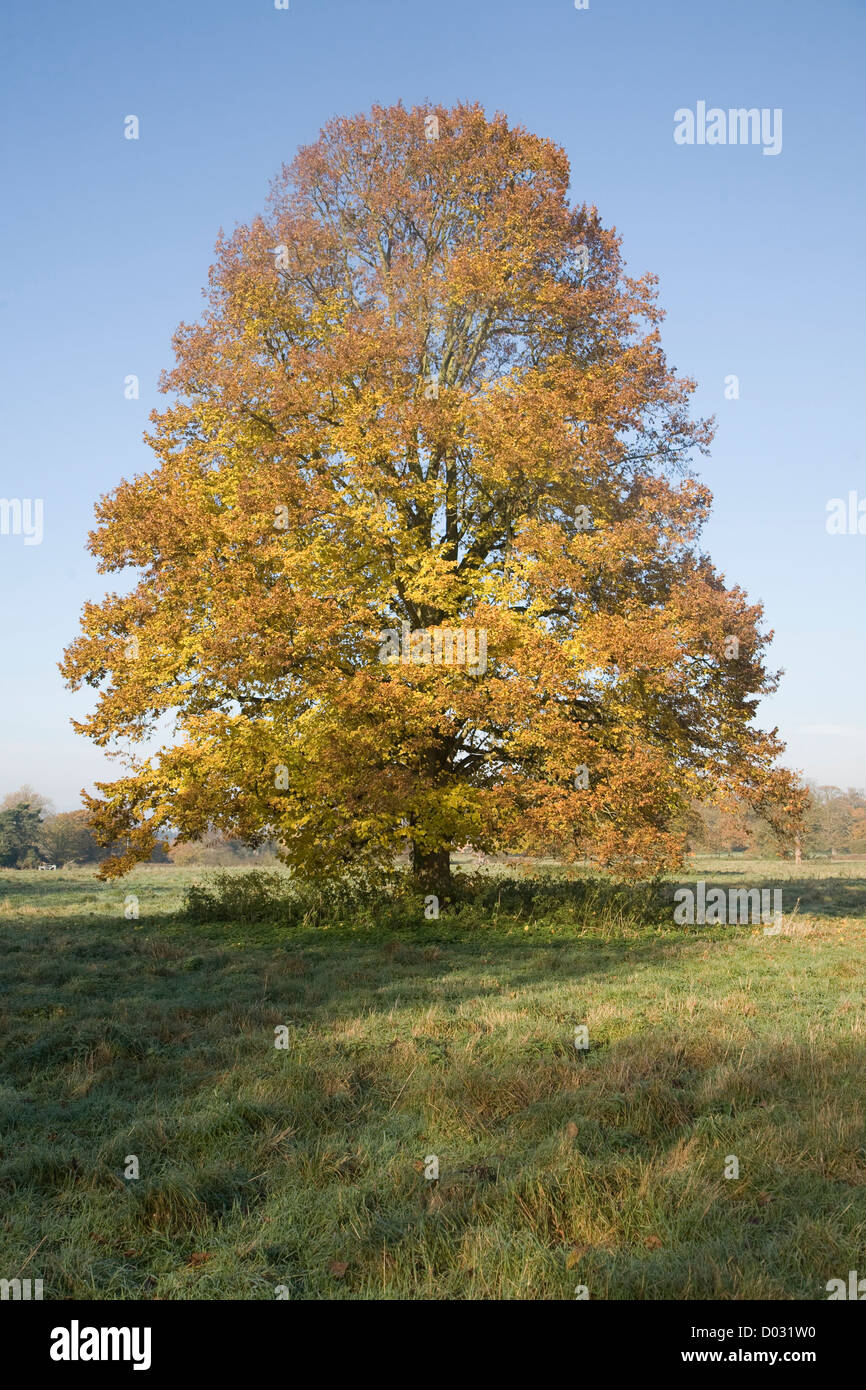 Piccolo lasciava lime tree Autunno colori foglia in piedi in campo Foto Stock