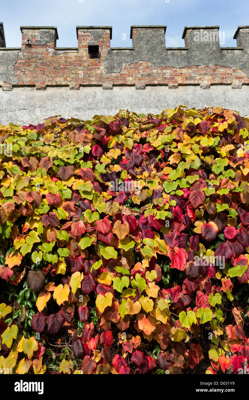 Le foglie degli arbusti di arrampicata / superriduttore Crimson vite gloria a pieno colore su una parete in autunno / autunno Foto Stock