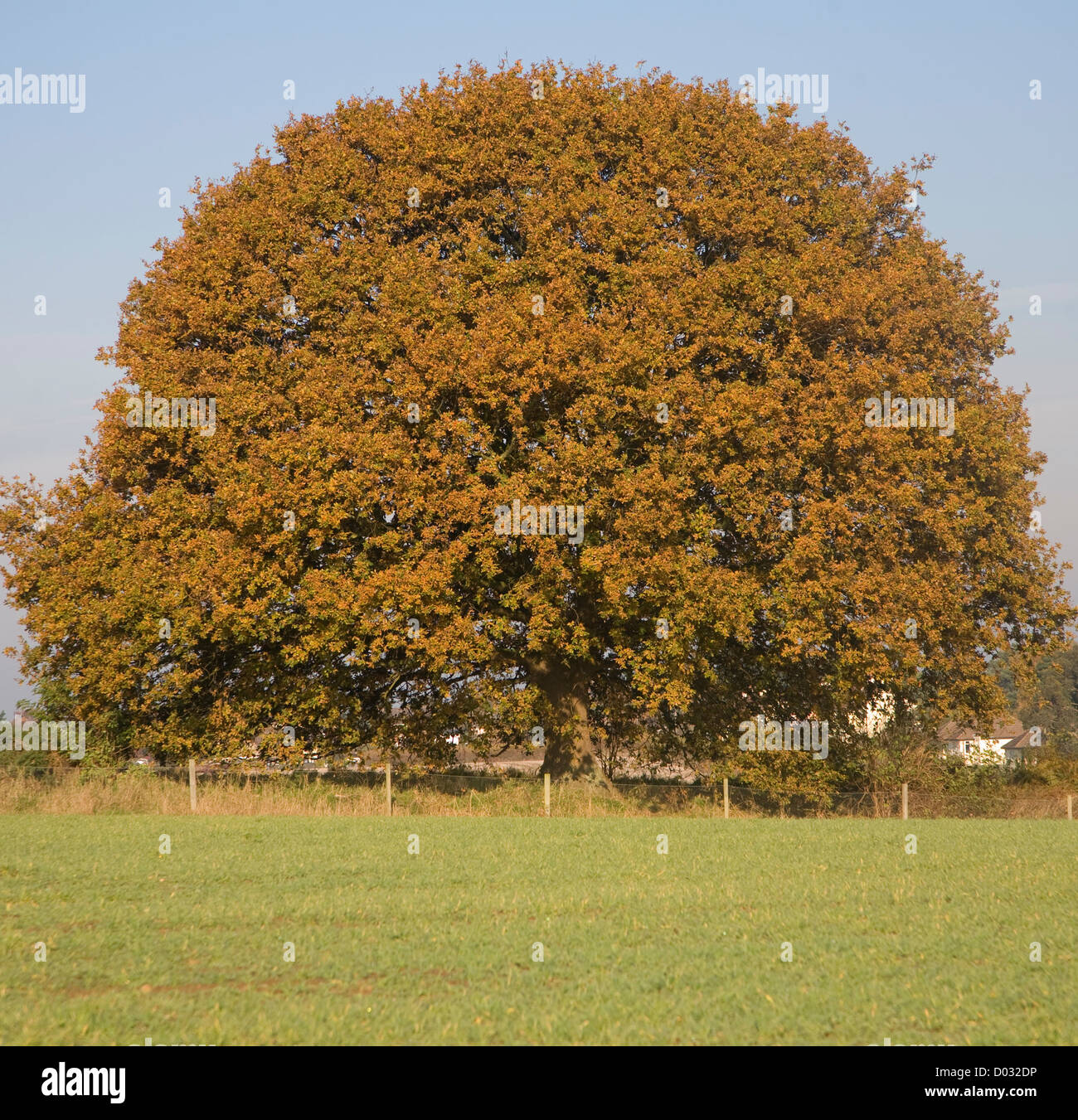 Quercus robur deciduo quercia Autunno colori foglia Foto Stock