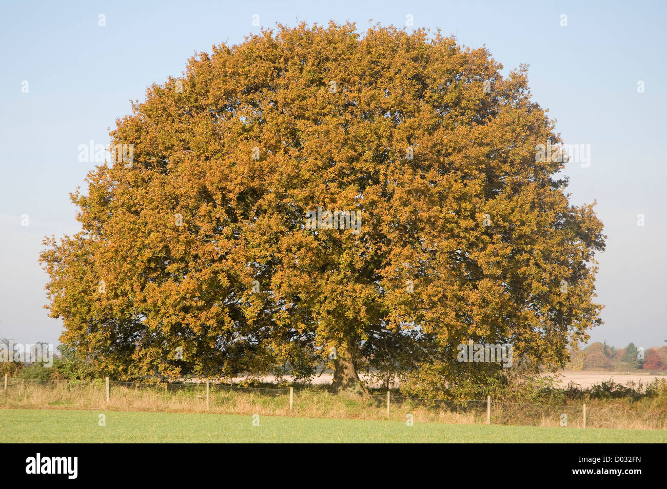 Quercus robur deciduo quercia Autunno colori foglia Foto Stock