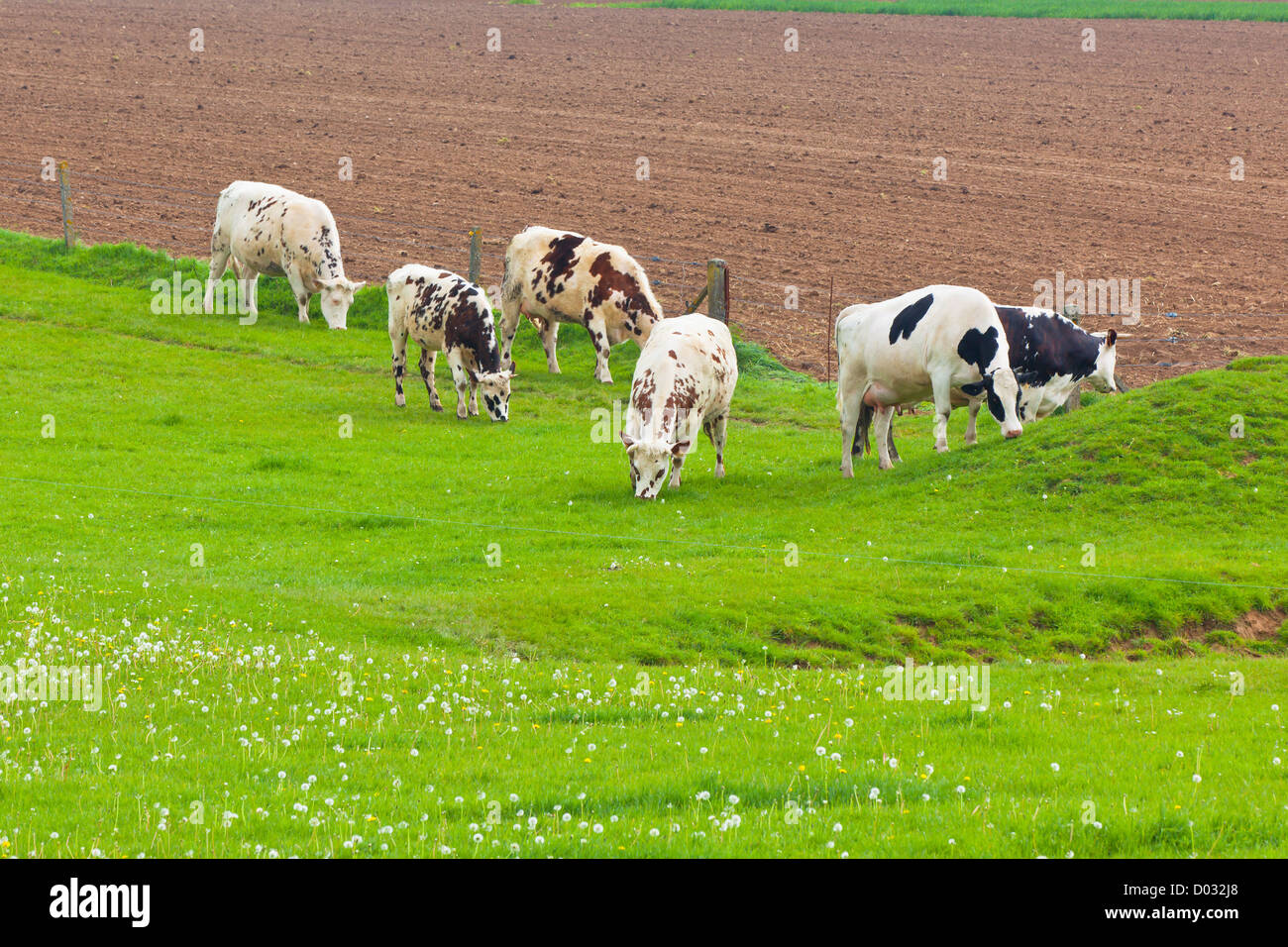 Allevamento di mucche al prato verde. Inquadratura orizzontale Foto Stock