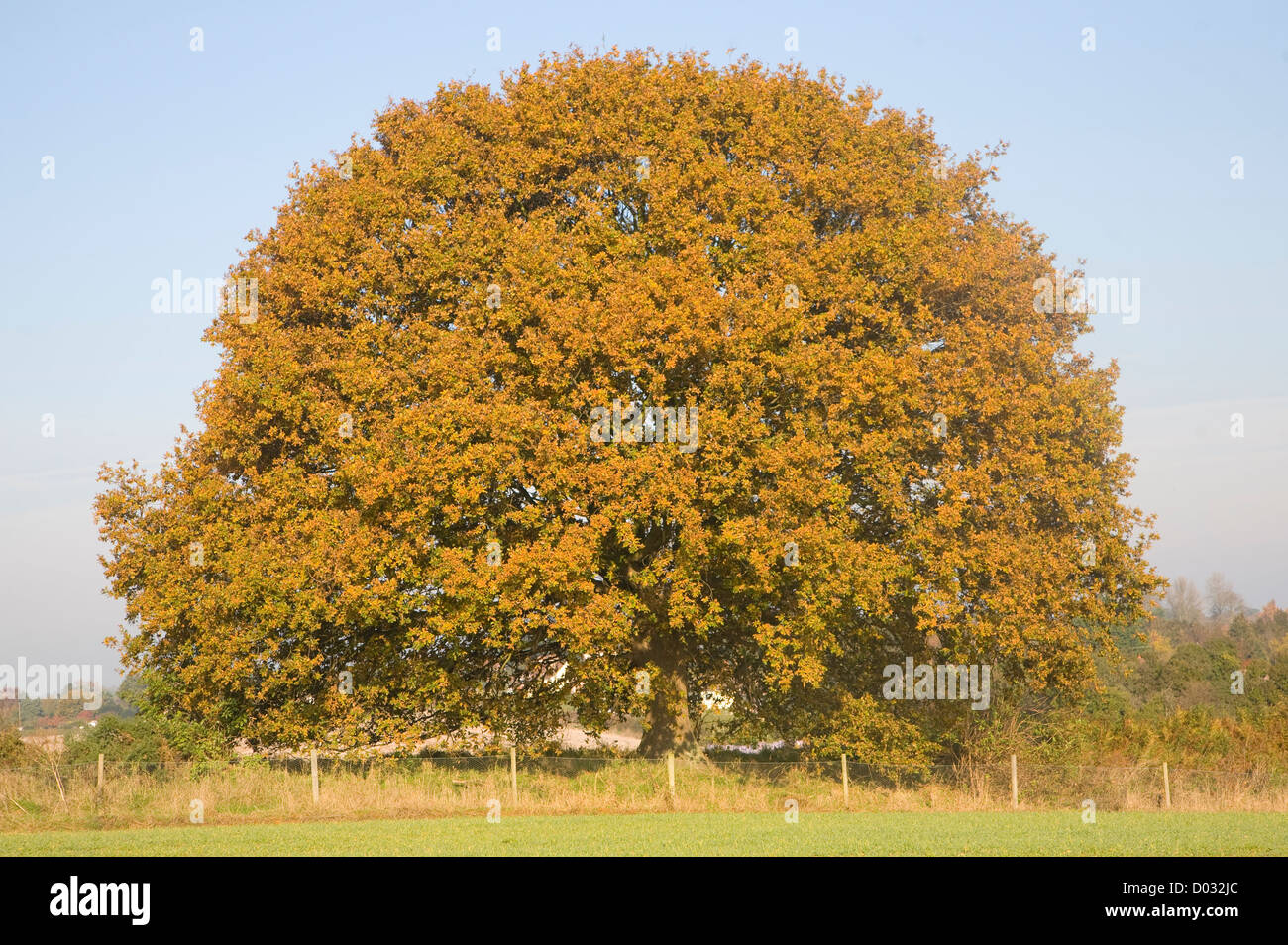 Quercus robur deciduo quercia Autunno colori foglia Foto Stock
