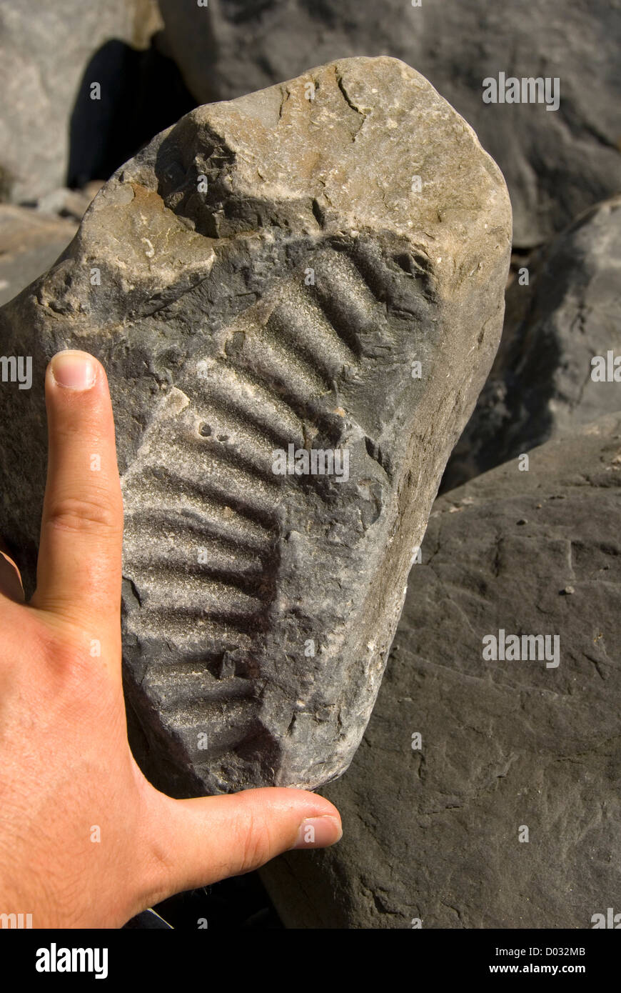Ammonita fossile di spiaggia, mano per dare un senso di scala, Nash punto, Glamorgan Heritage Coast, Wales, Regno Unito, Europa Foto Stock