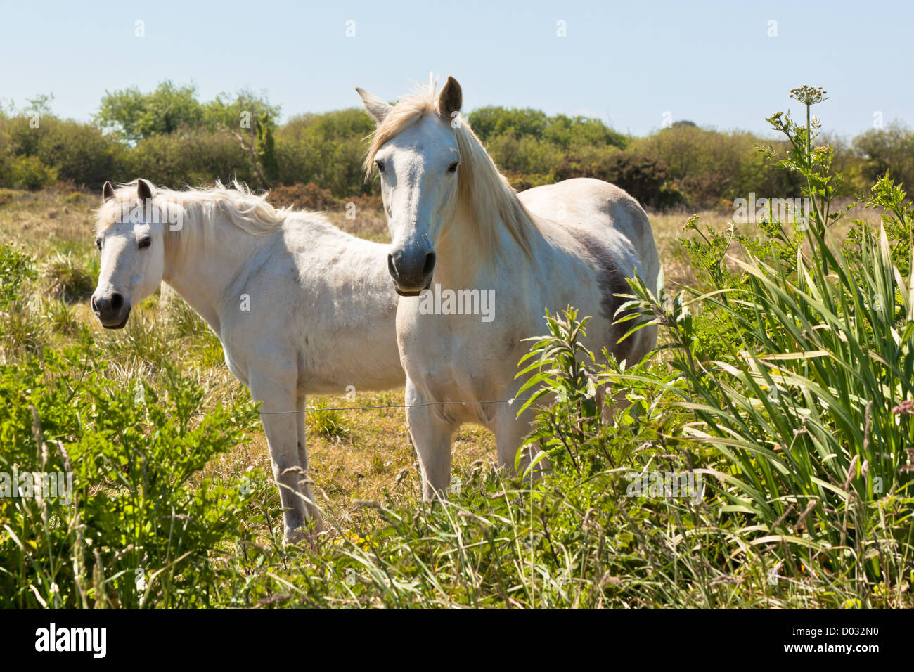 Due cavalli bianchi in un campo verde. Inquadratura orizzontale Foto Stock