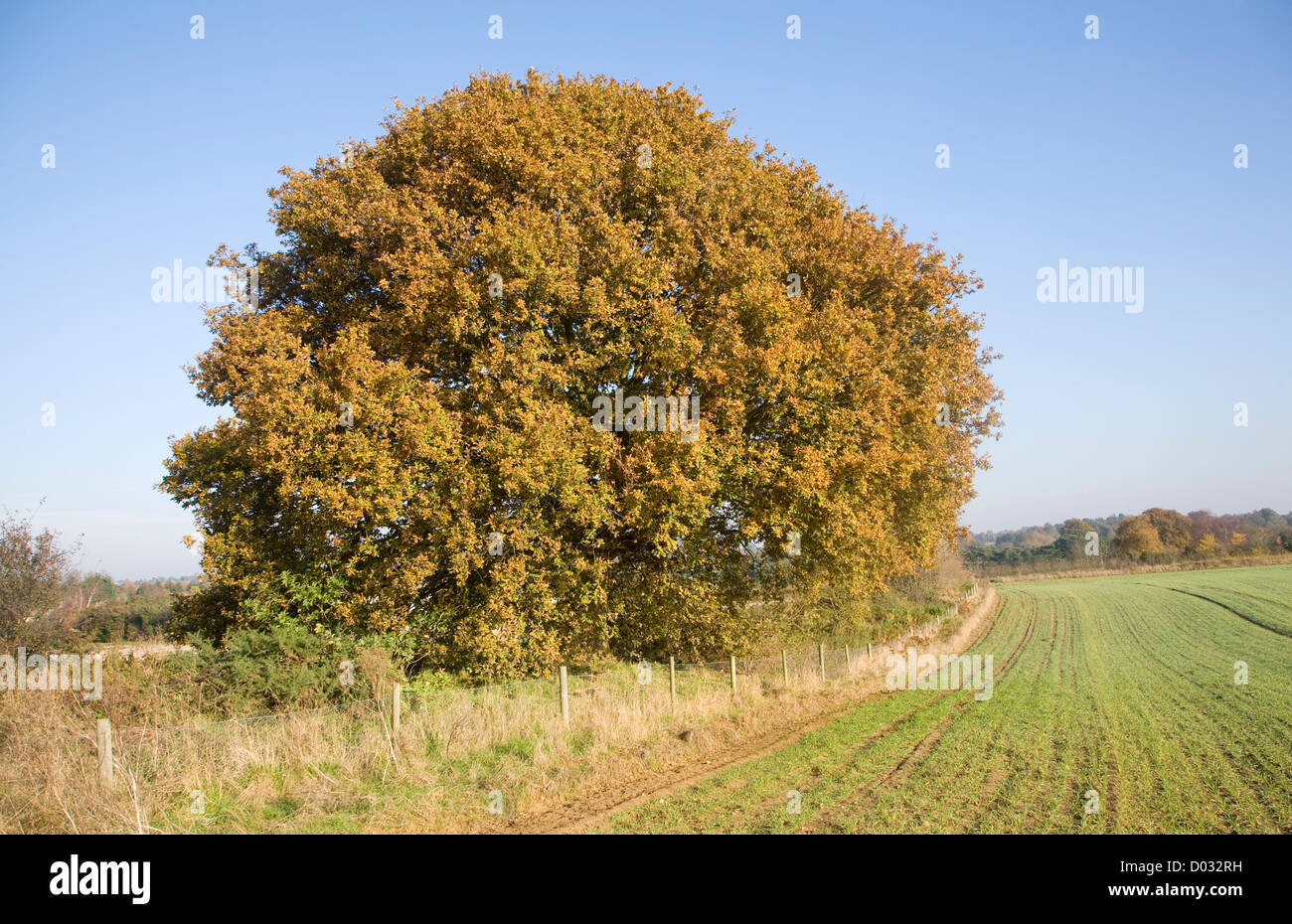 Quercus robur deciduo quercia Autunno colori foglia Foto Stock