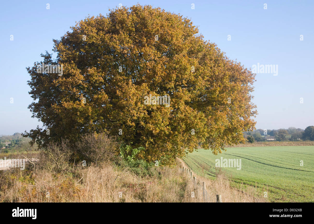 Quercus robur deciduo quercia Autunno colori foglia Foto Stock