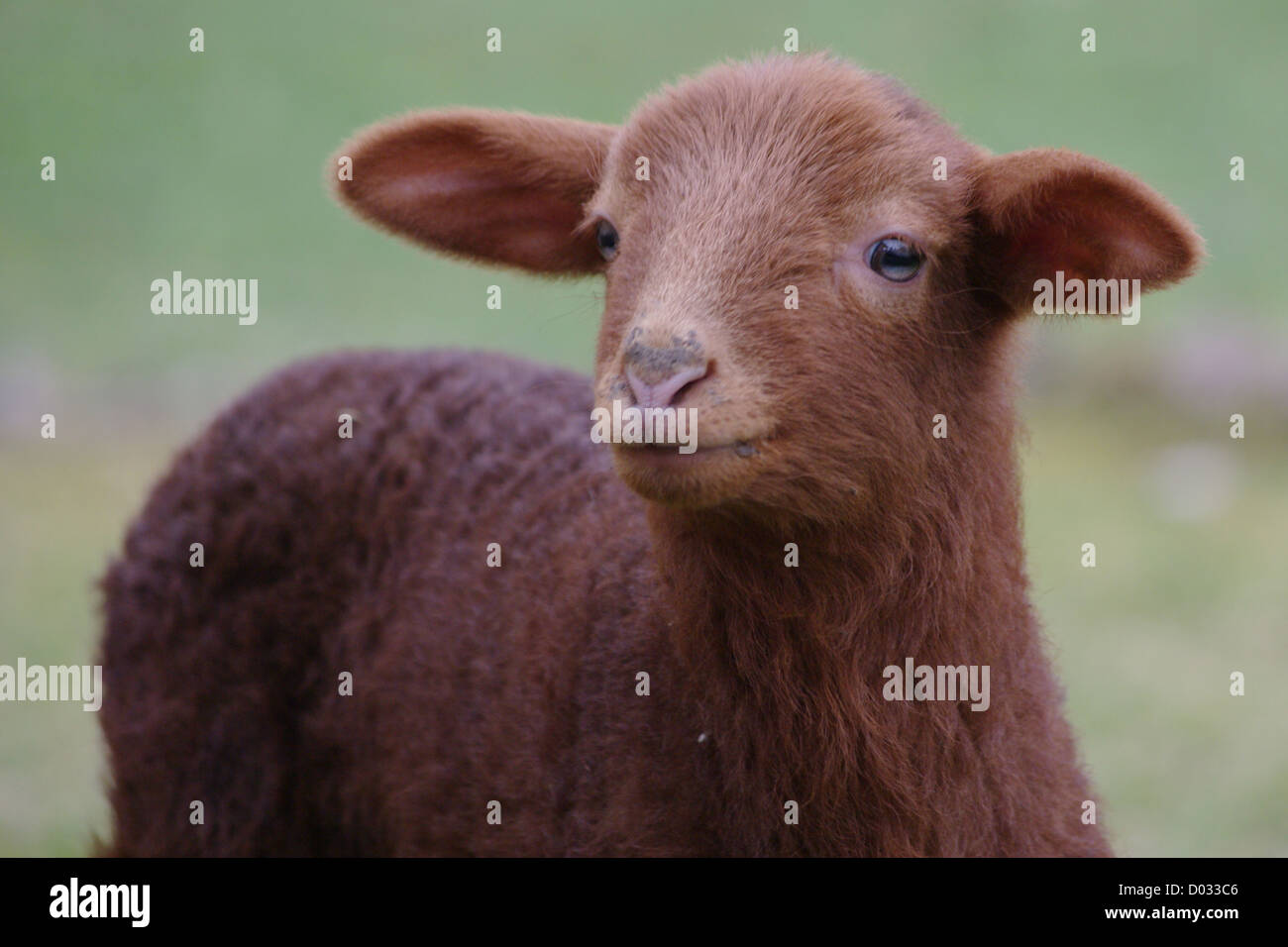 Un agnello marrone contro uno sfondo sfocato..... Foto Stock