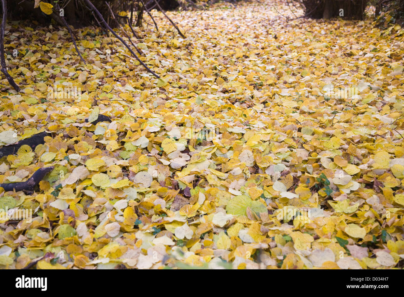 Caduta foglie di tiglio decomporre giacente sul terreno Foto Stock