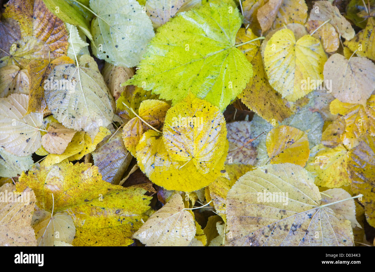 Caduta foglie di tiglio decomporre giacente sul terreno Foto Stock