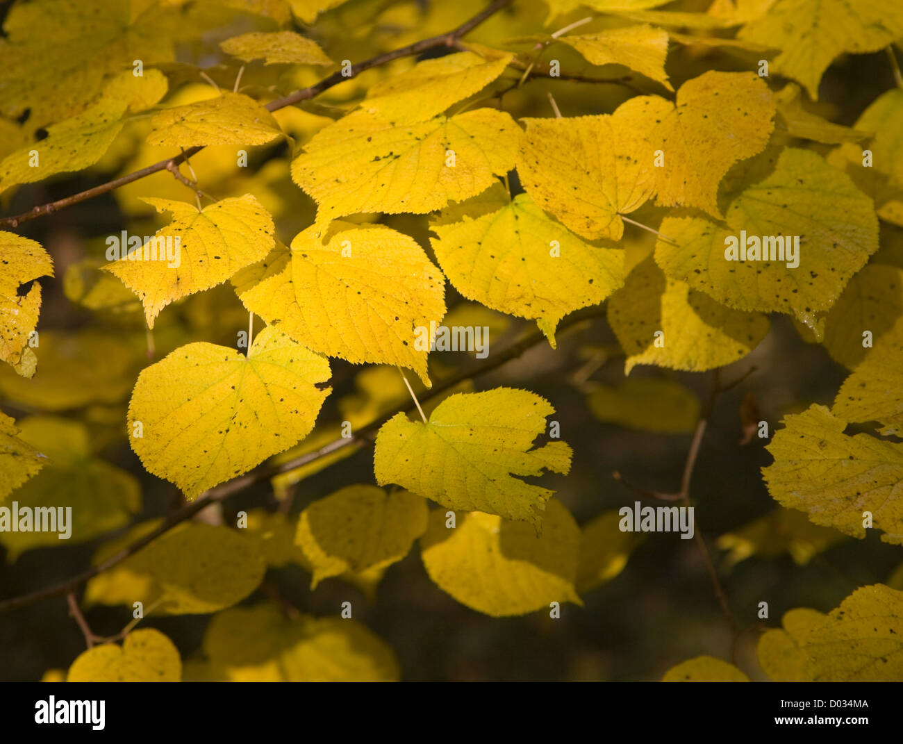 Foglie di giallo di comune lime tree autunno close-up Foto Stock