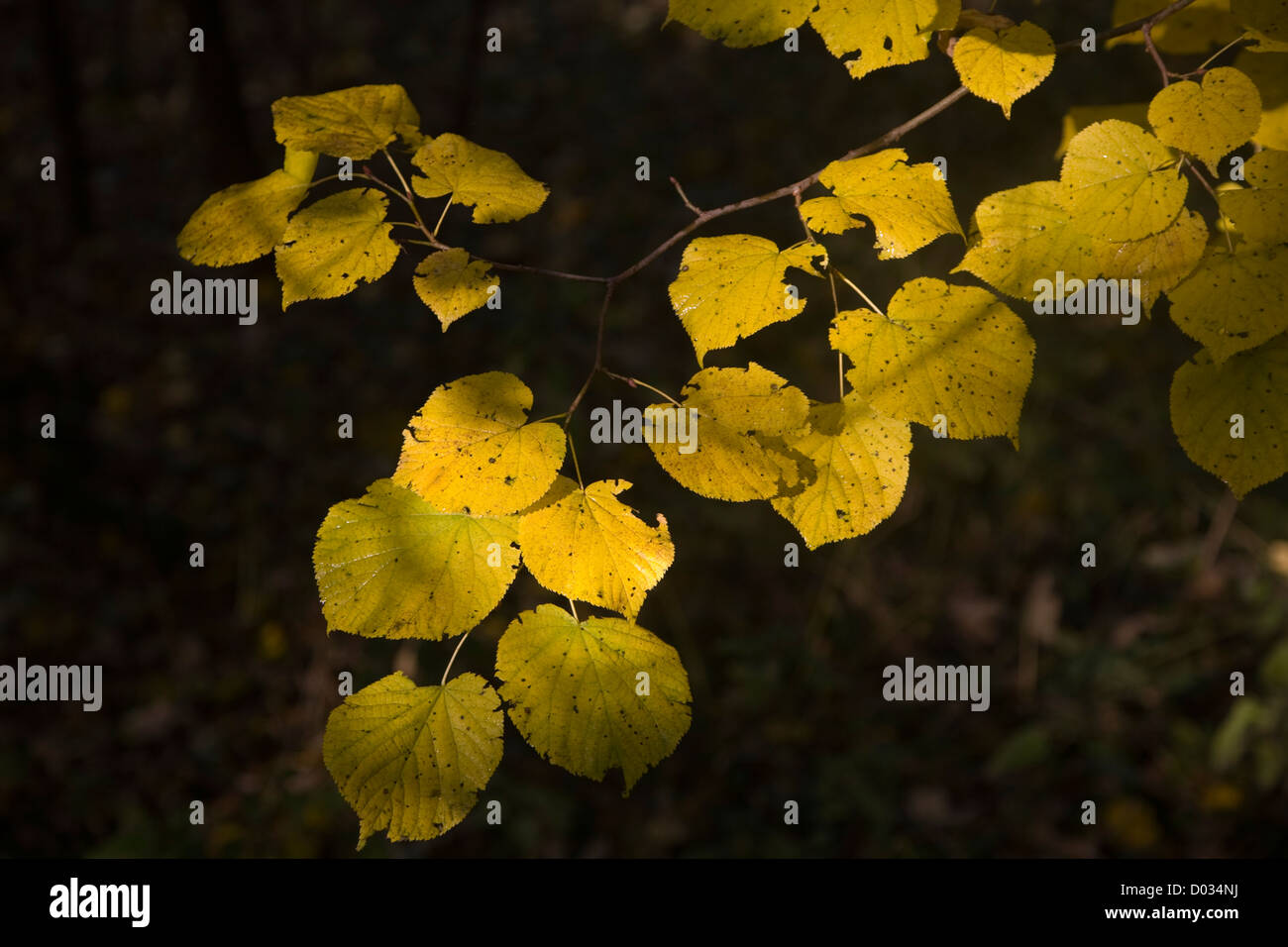 Foglie di giallo di comune lime tree autunno close-up Foto Stock
