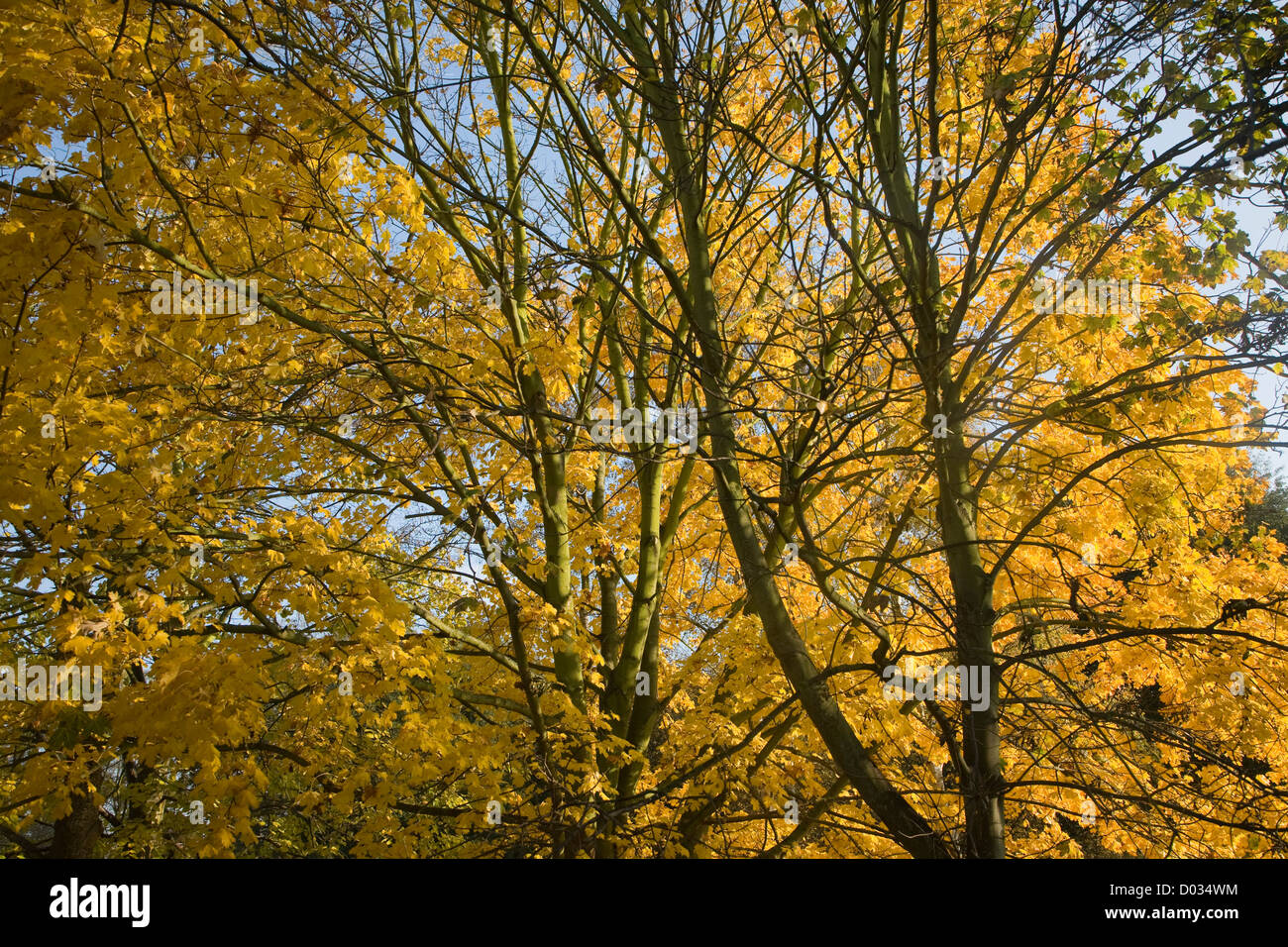I rami degli alberi giallo Foglie di autunno guardando in alto Foto Stock