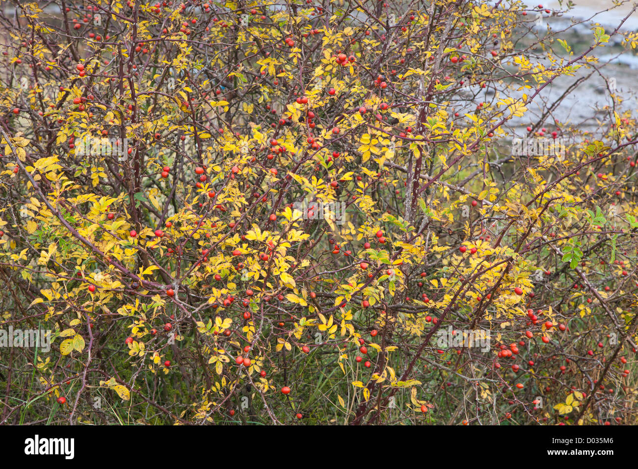 Cinorroidi in autunno, Norfolk, Regno Unito Foto Stock