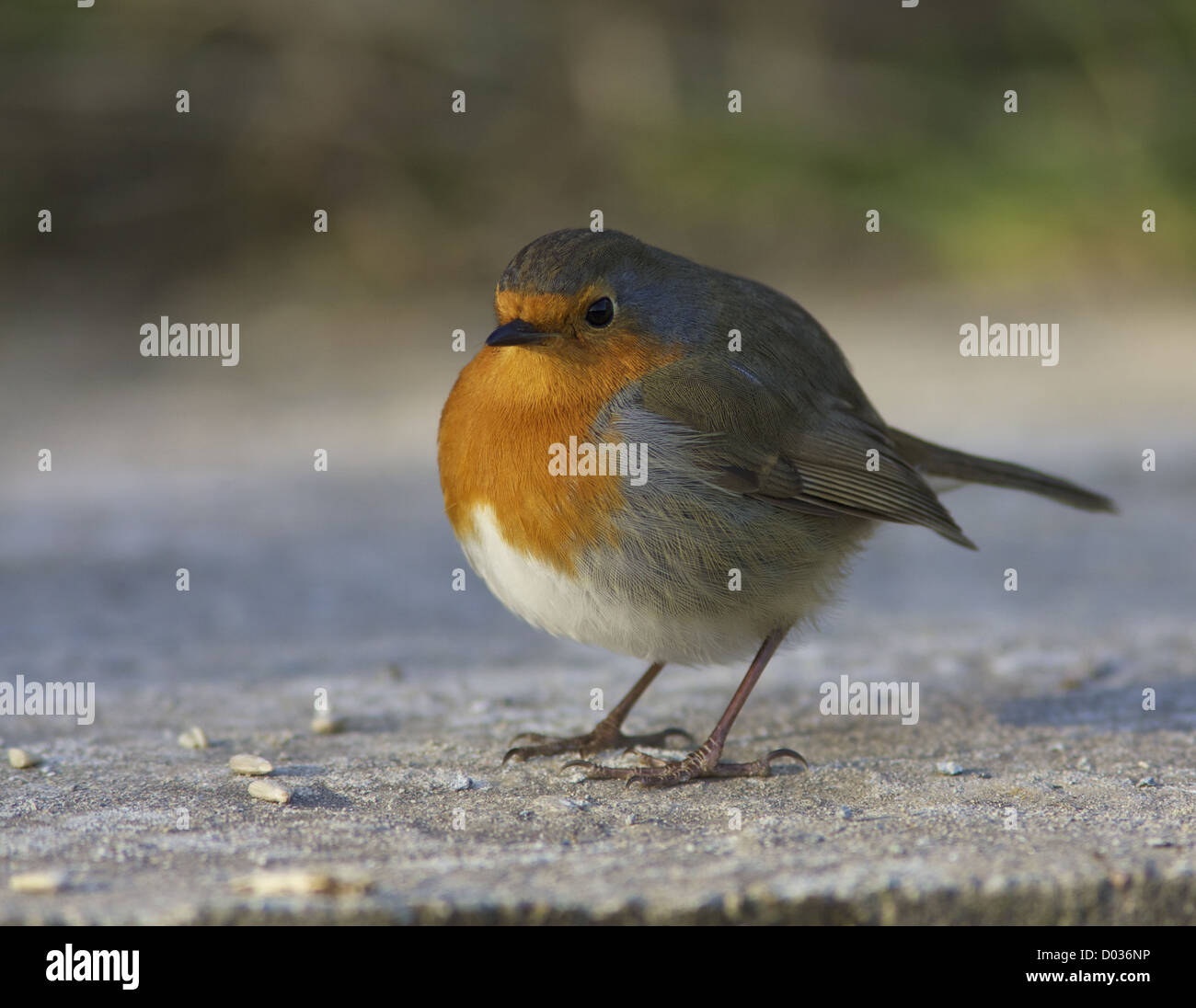 Robin il percorso Foto Stock