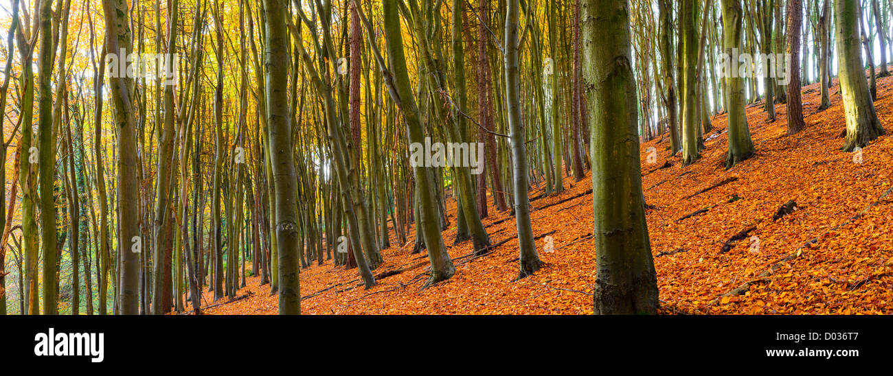 Faggi in un bosco in autunno. Prima di legno, Portbury, North Somerset, Inghilterra Foto Stock