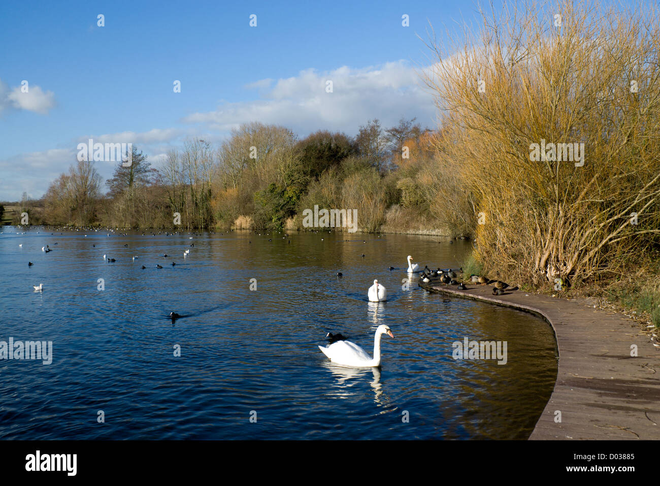 Cigni Cosmeston Lakes Country Park penarth Vale of Glamorgan Galles del Sud Foto Stock