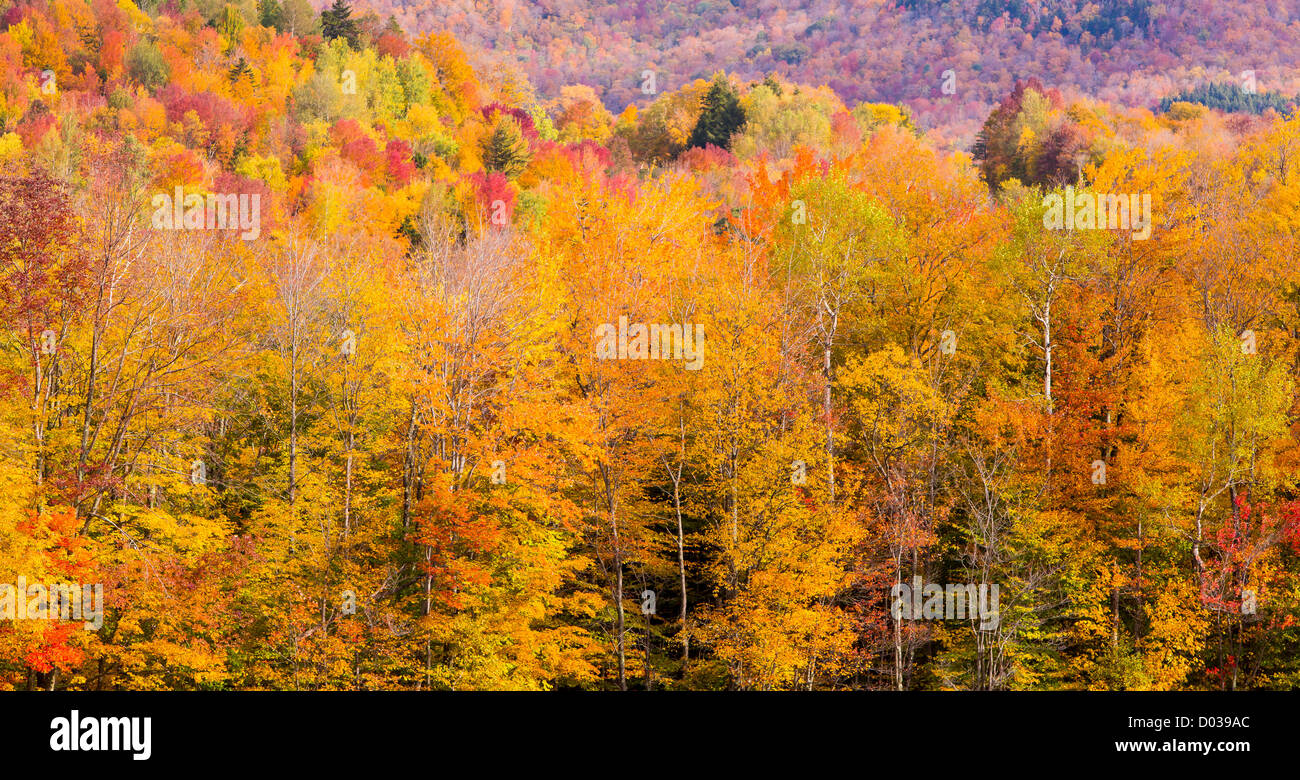 WARREN, Vermont, USA - fogliame di autunno. Foto Stock