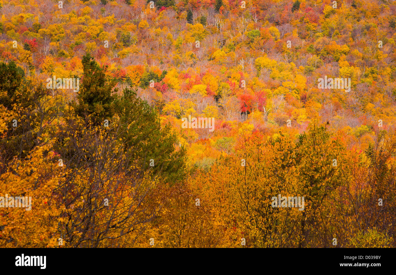WARREN, Vermont, USA - fogliame di autunno. Foto Stock