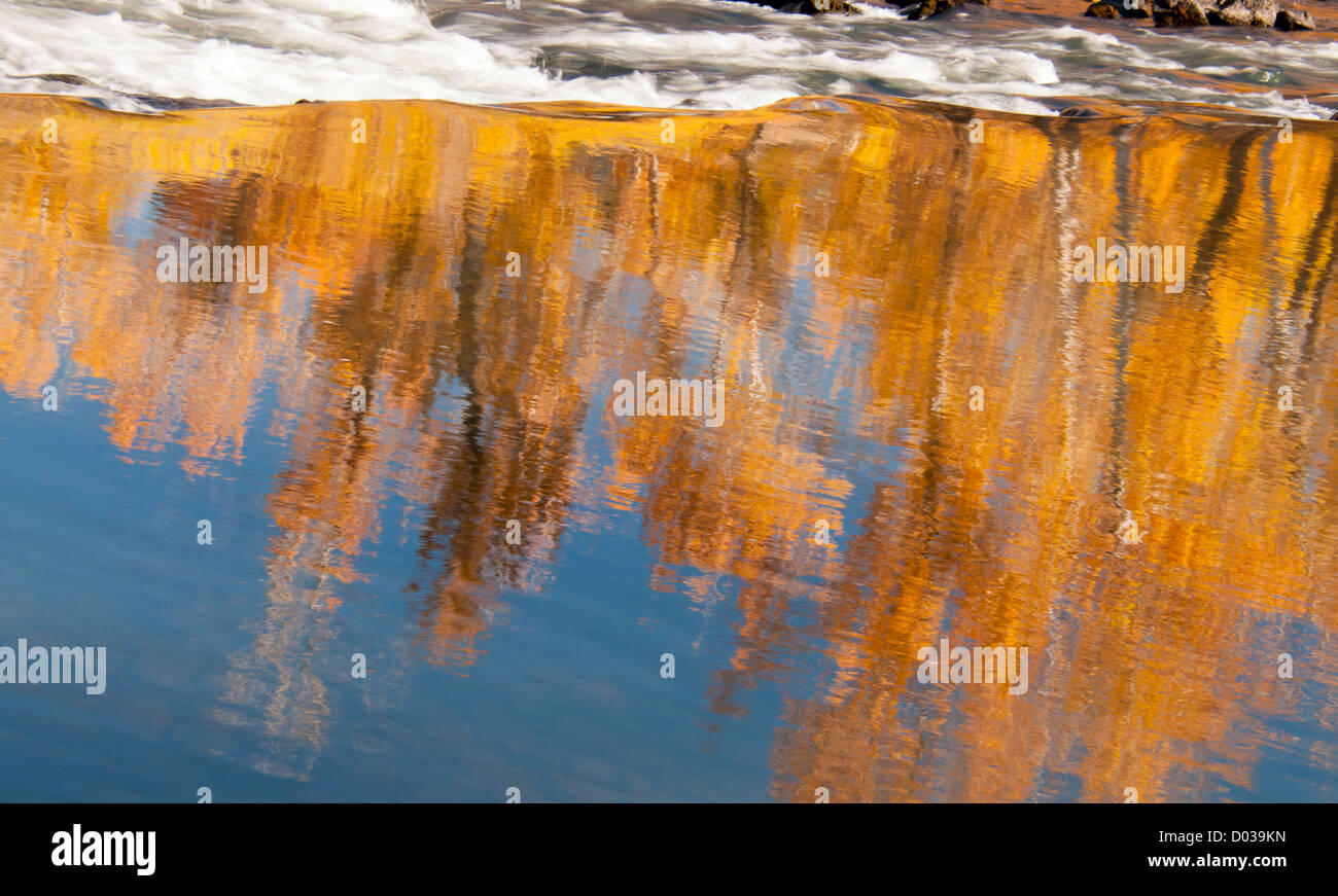 Scenic Autumn Waterfall riflessioni di pioppi neri americani alberi nel fiume Boise lungo il fiume Boise Greenbelt. Boise, Idaho, Stati Uniti d'America Foto Stock