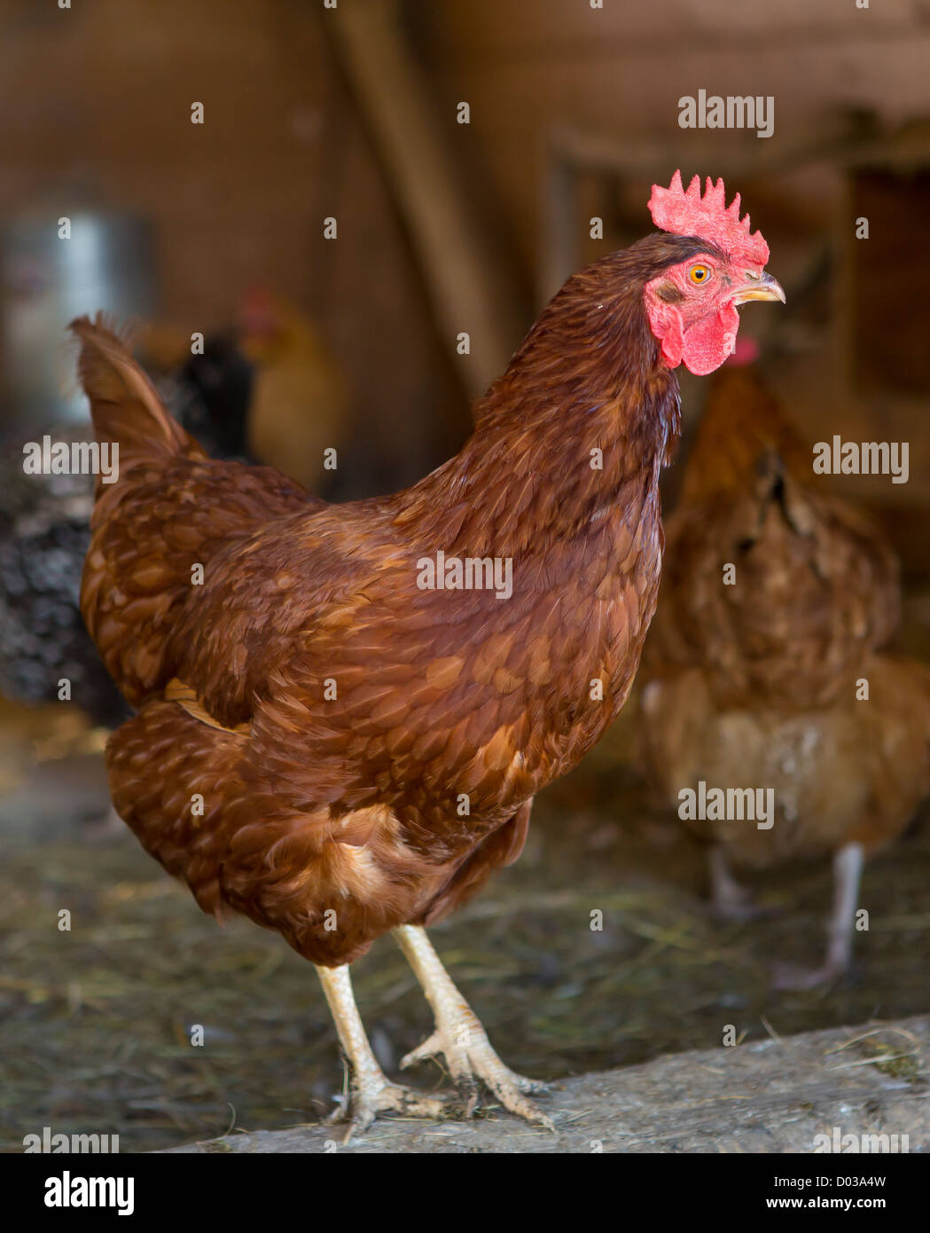CHARLOTTE, Vermont, USA - galline ovaiole. Foto Stock
