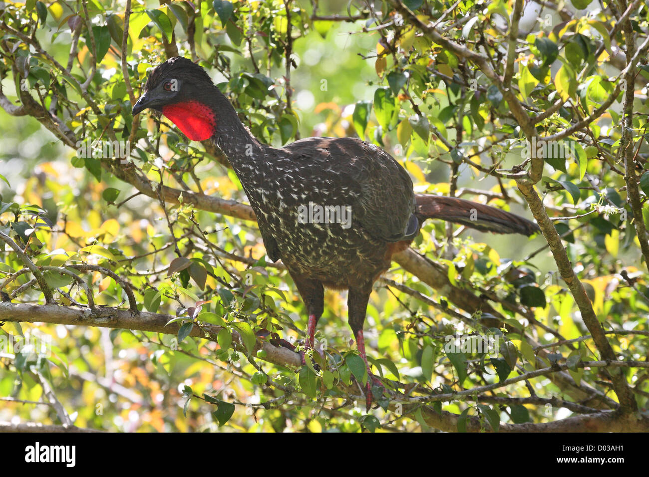 Crested Guan Foto Stock