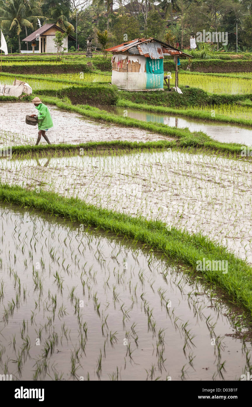 Agricoltore di piantare il riso in campi di riso nei dintorni di Ubud, centro di Bali, Indonesia Foto Stock