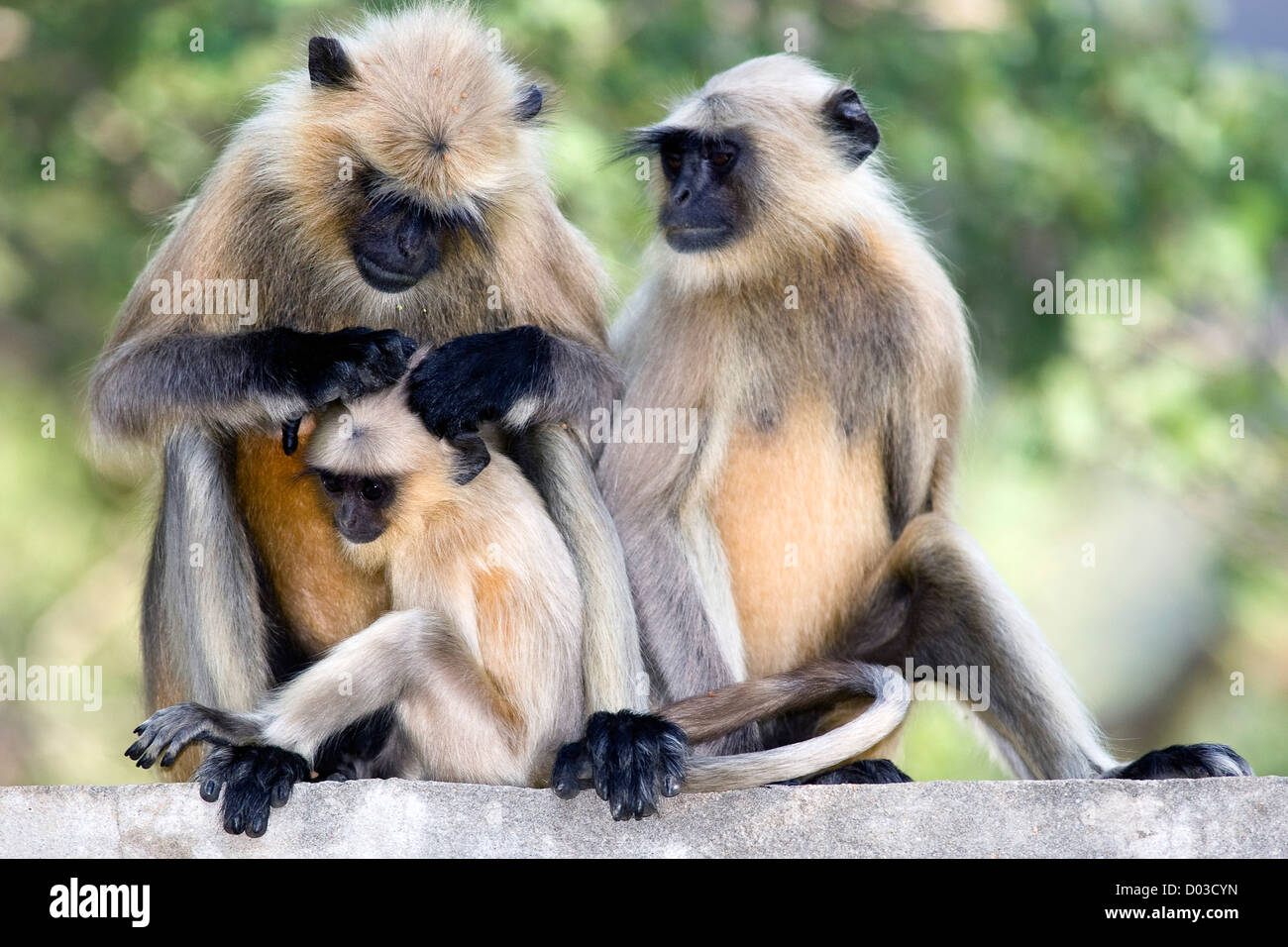 Langurs comune e baby monkey vicino al Parco nazionale di Ranthambore India Rajasthan Foto Stock