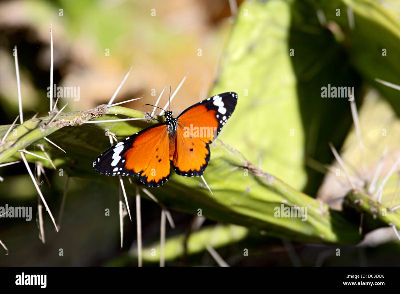 African farfalla monarca su cactus in Madagascar Foto Stock