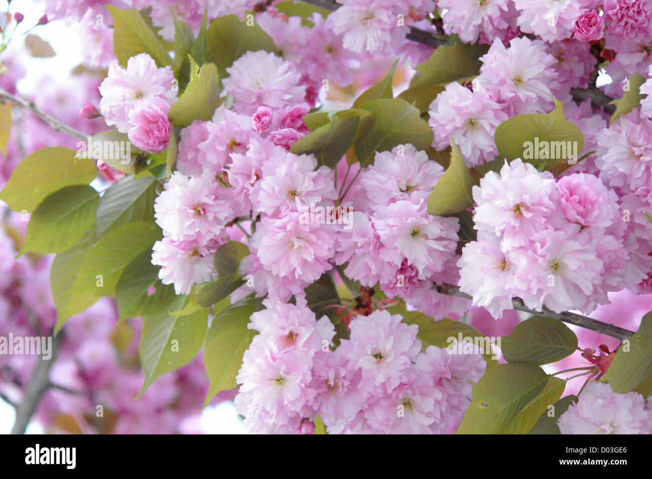 Dettagli del fiore di ciliegio. Al tempo della molla Foto Stock