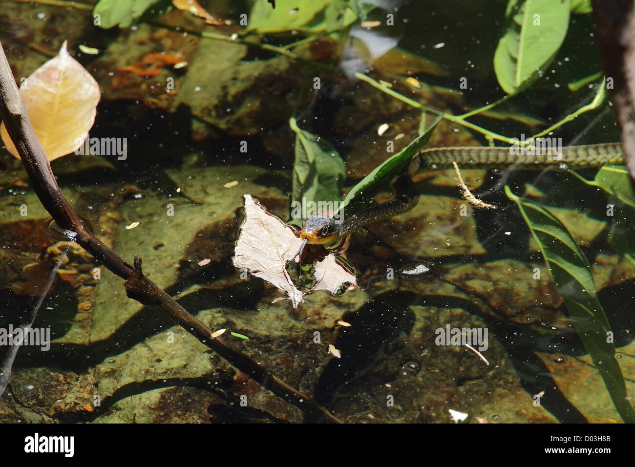 Machete Savane Snake (Chironius carinatus) spostando la sua linguetta mentre scivolare attraverso l'acqua, vicino a Manuel Antonio, Costa Rica. Foto Stock