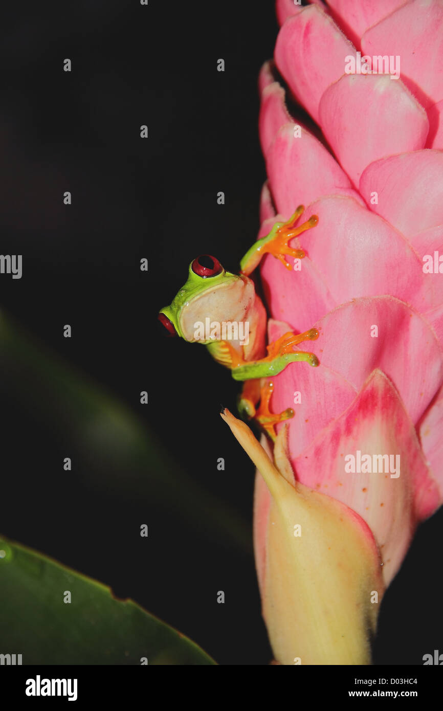 Parapendio Rana foglia, deltaplano raganella, Spurrell la foglia (Rana Agalychnis spurrelli) seduto su una rosa di fiori di zenzero in Costa Rica. Foto Stock
