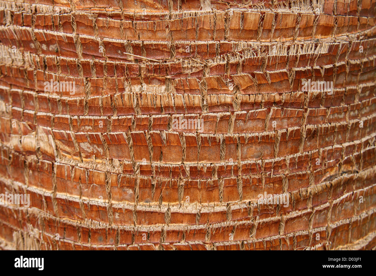 Corteccia su una palma. Foto Stock