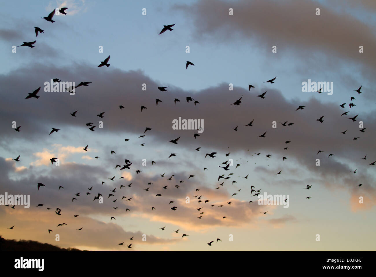 Gregge o murmuration di storni, sturnus vulgaris su una zona umida britannico reedbed al tramonto di sera Foto Stock