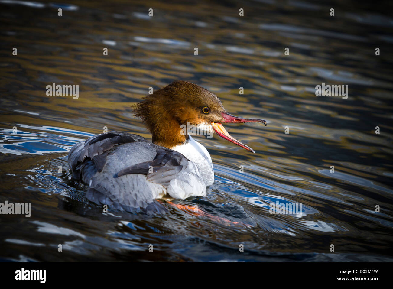 Una femmina di smergo maggiore, Mergus merganser, minaccia di altri uccelli acquatici presso un lago. Foto Stock